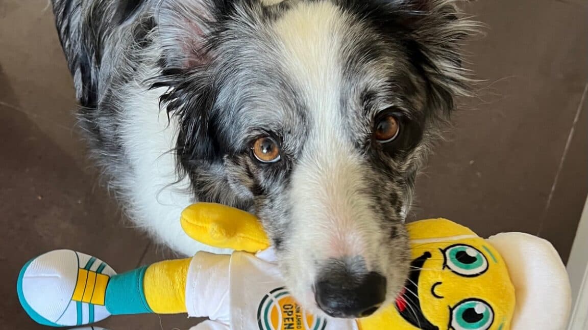 Nadir yetenekli, kelime öğrenen köpekler oyuncaklarını paylaşmayı sever