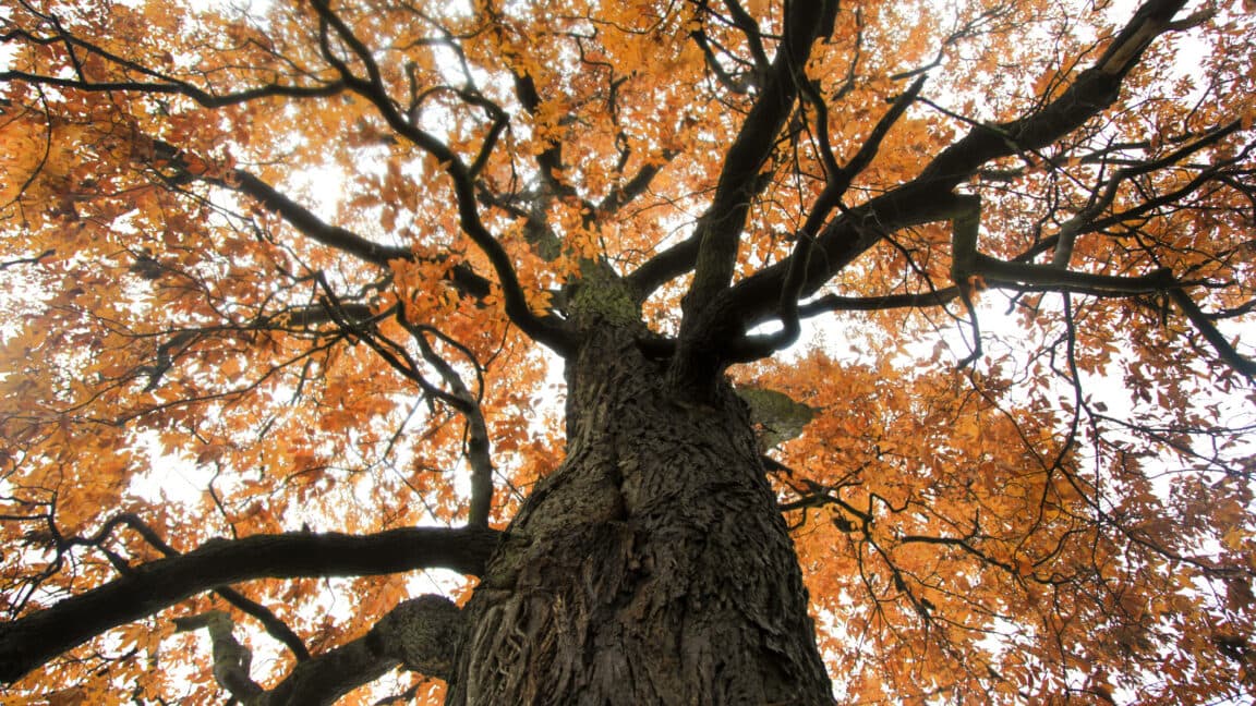 Bringing the "functionally extinct" American chestnut back from the dead