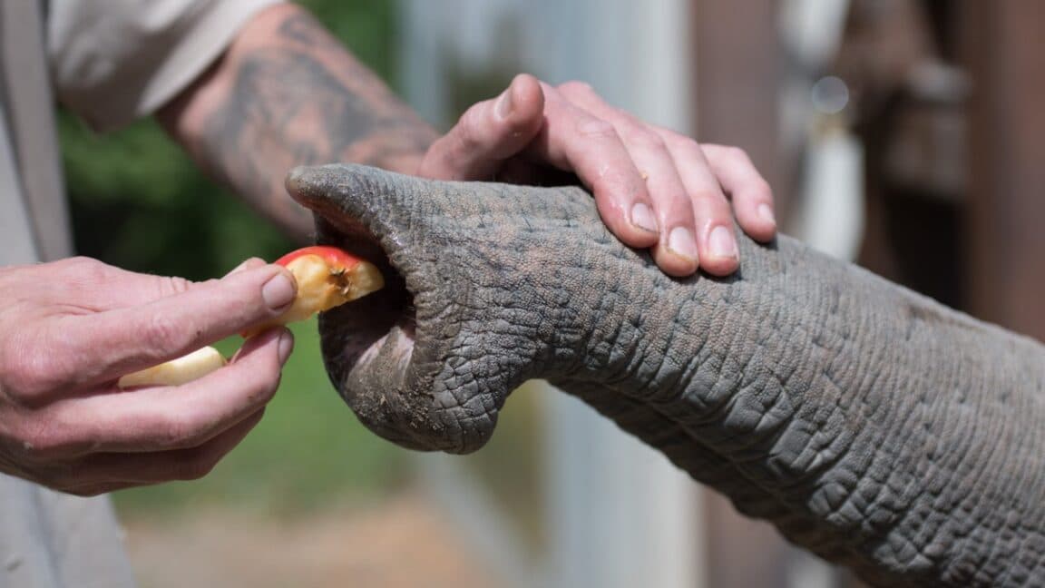Unique structure of elephant whiskers give them built-in sensing "intelligence"