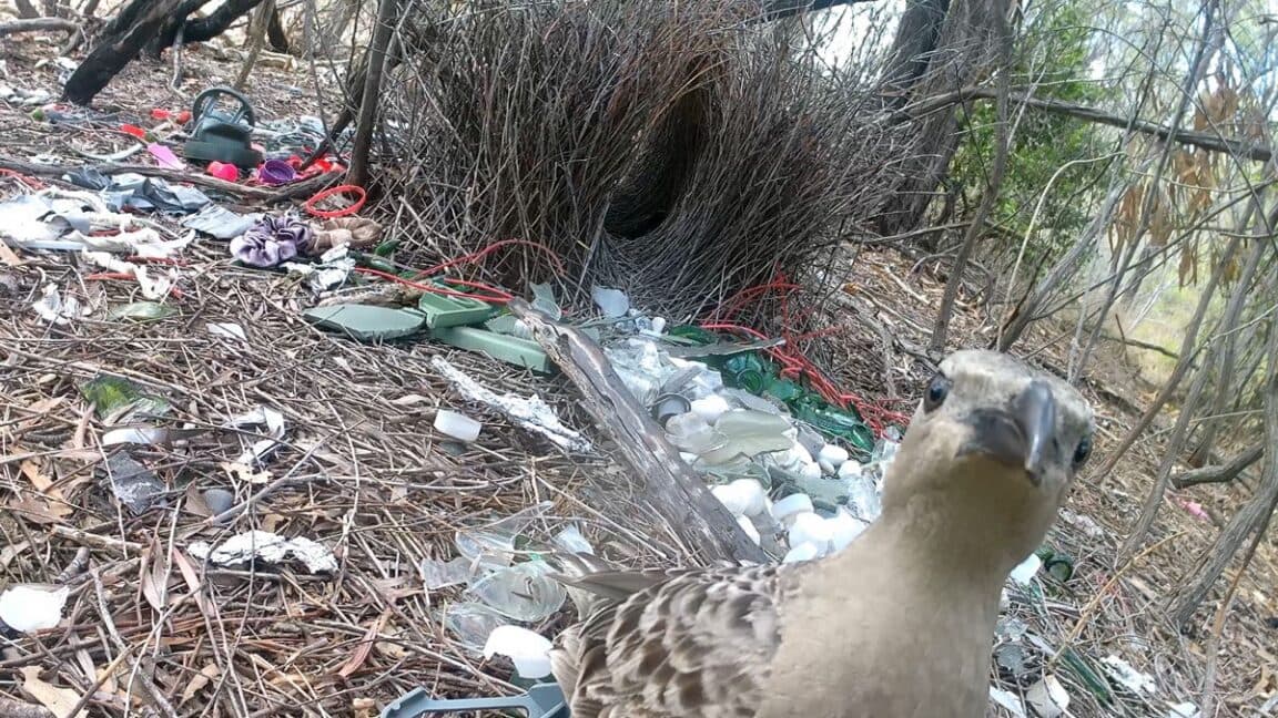 Erkek çardak kuşları, insan yapımı parlak eşyalarla dişilerin gözlerini kamaştırmayı umuyor