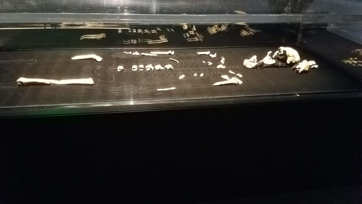 Bildiğimiz her Homo naledi kadındır ve bunun sonuçları büyüleyicidir.