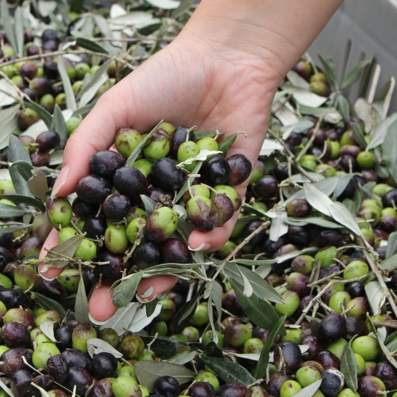 Köklü zeytin markası konkordato başvurusunda bulundu