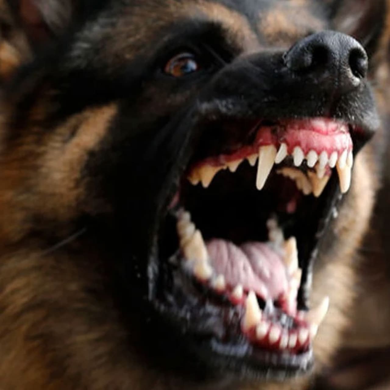 Zincirsiz köpek saldırısına rekor tazminat!