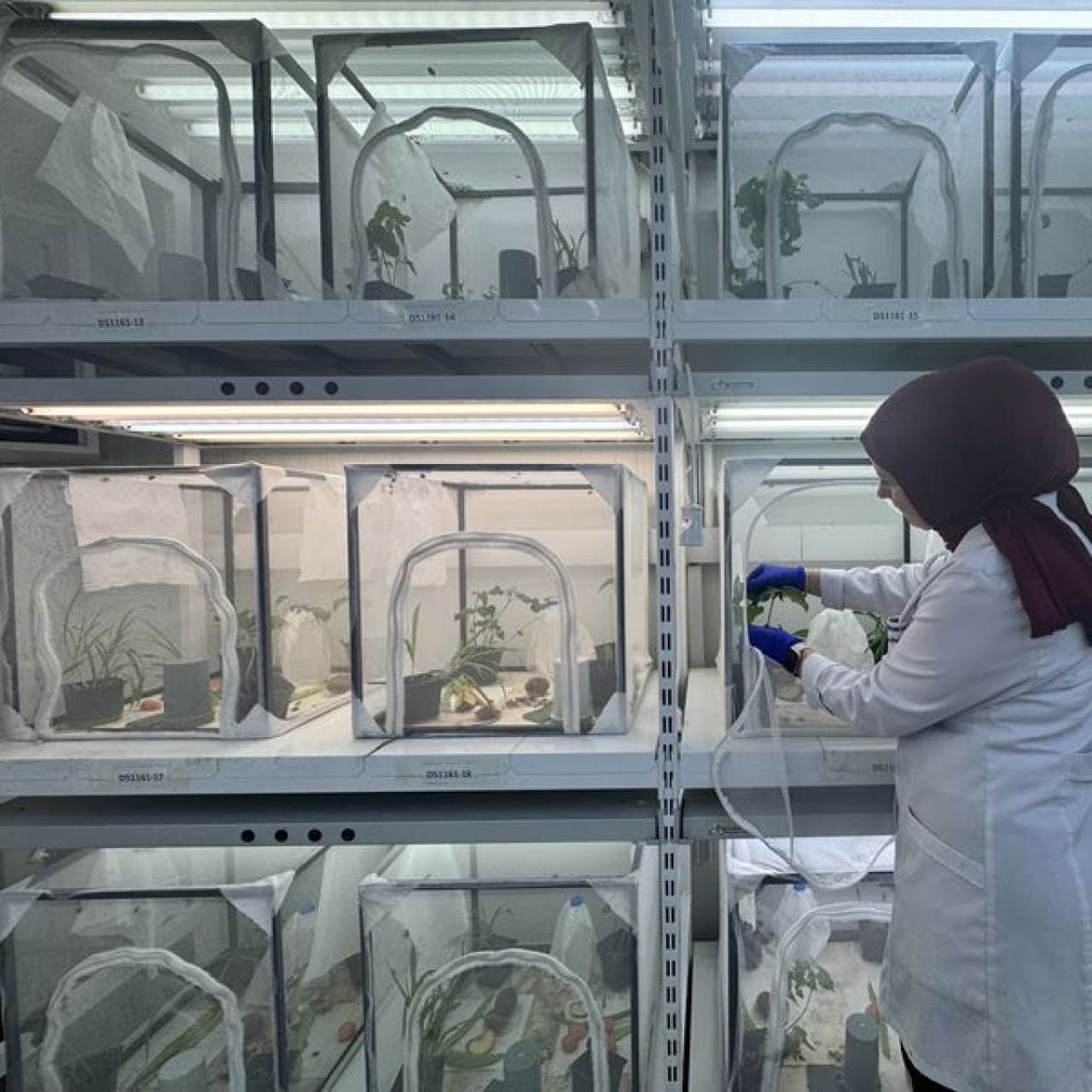 40 ilde doğaya 1.6 milyon samuray arısı salınacak