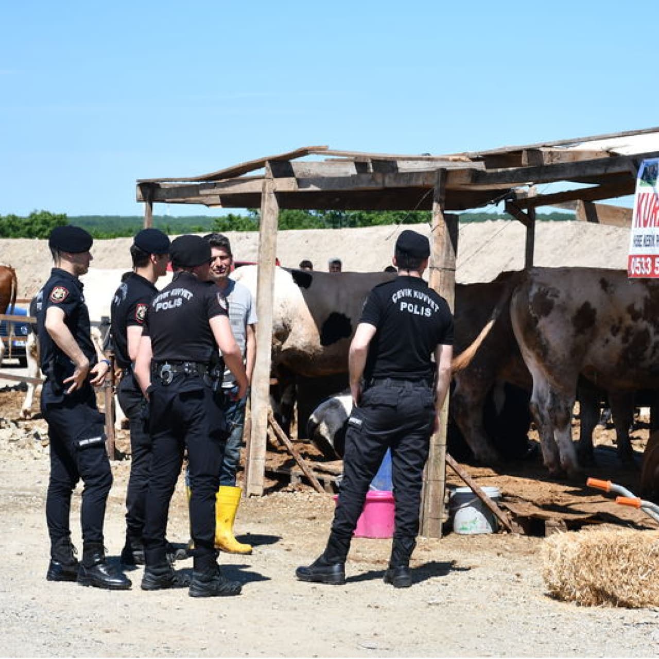 Kurban kavgasında 5 gözaltı 