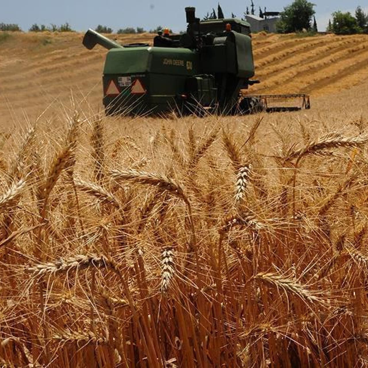 Buğdayda rekor geliyor