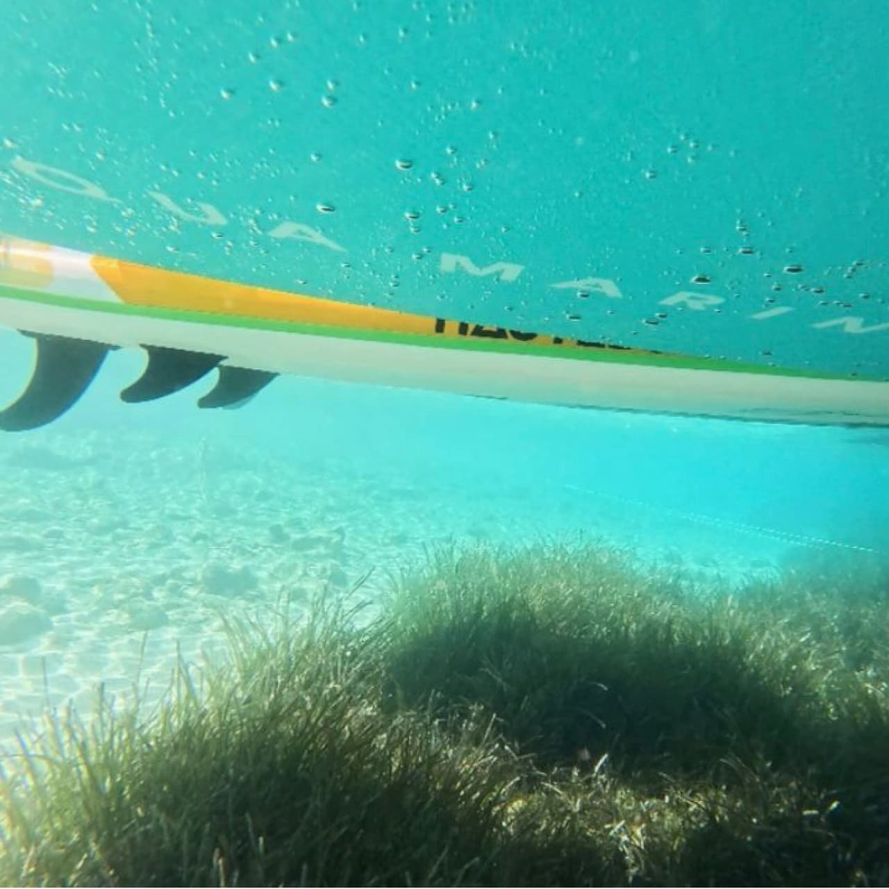 Muğla'da "deniz çayırları" çalışması başladı
