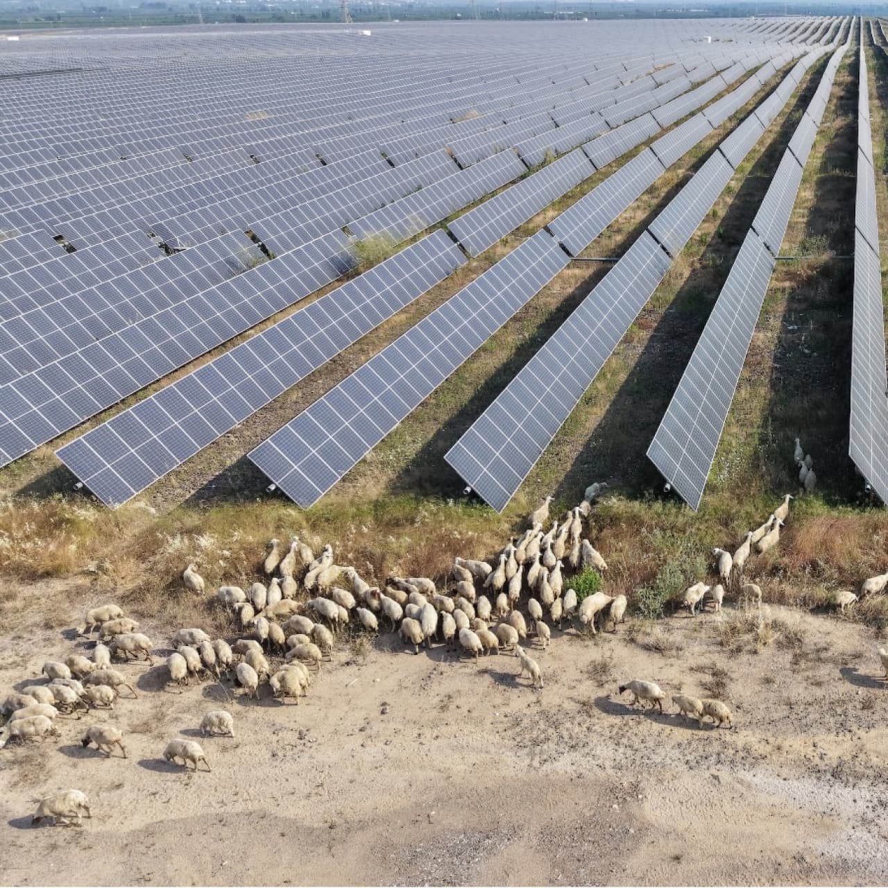 IC Enterra'dan 'Güneş Otlatma' ile doğal arazi yönetimi