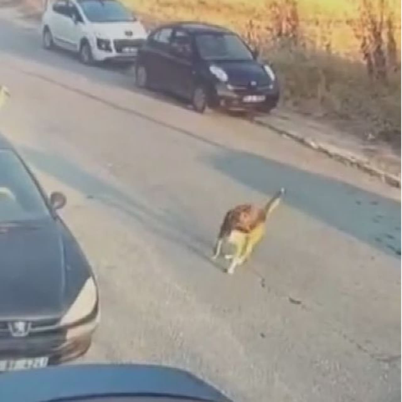  Sokak köpeğine çarpan sürücü tutuklandı