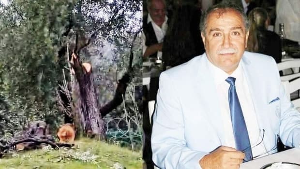 CHP Milas’ta zeytin ağacı istifası