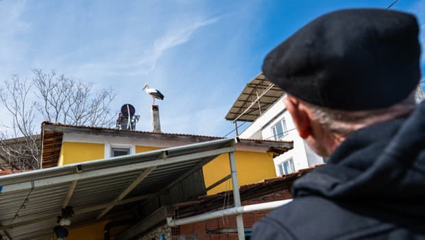 Bursa'da Yaren leylek bekleniyor... Eşi Nazlı geldi