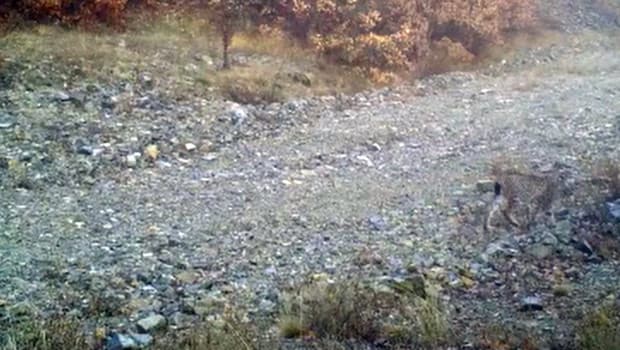 Kırmızı listede yer alıyor! 'Ormanın Hayaleti' Kırıkkale'de ortaya çıktı