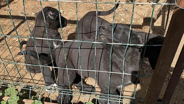 Para için yaptıkları kan dondurdu! Vatandaşın şüphesi skandalı ayyuka çıkardı: Vicdansızlara 327 bin lira ceza kesildi