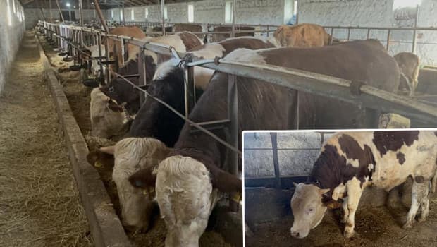 İlçenin adı verildi: Tam 650 kilo! Köyün maskotu haline geldi