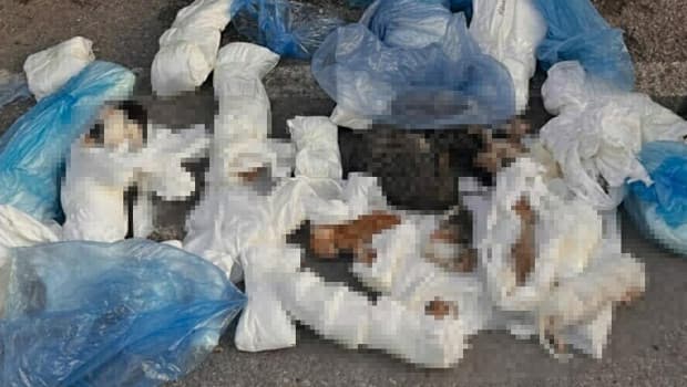 İzmir'de vahşet! 33 kedi ölü bulundu... Soruşturma başlatıldı: 1 veteriner hekim gözaltına alındı