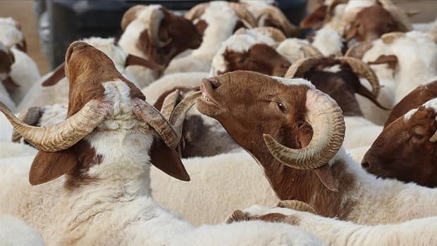 Bayram öncesi Türkiye'den yurtdışında kurban uyarısı