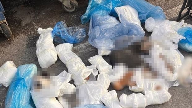 ’33 ölü kedi’ vahşetinde yeni gelişme: Serbest bırakılan veteriner hekim gözaltına alındı
