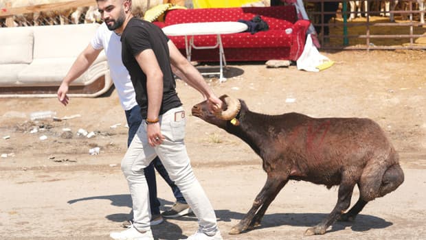 ‘Kurban’ klasikleri... Kaçan boğalar, yollarda kesimler, acemi kasaplar