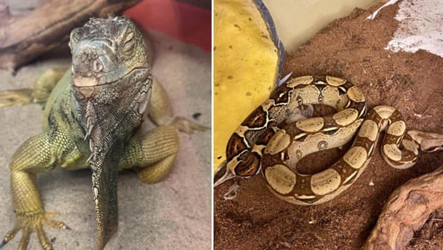 İstanbul'da bir evden çıkanlar şoke etti: Savan varanı, tarantula, yılan, akrep, iguana, papağan, su kaplumbağası ve Afrika dev salyangozları bulundu