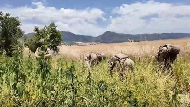 Diyarbakır’da uyuşturucu madde imalatına yönelik operasyon: 31 şüpheli yakalandı