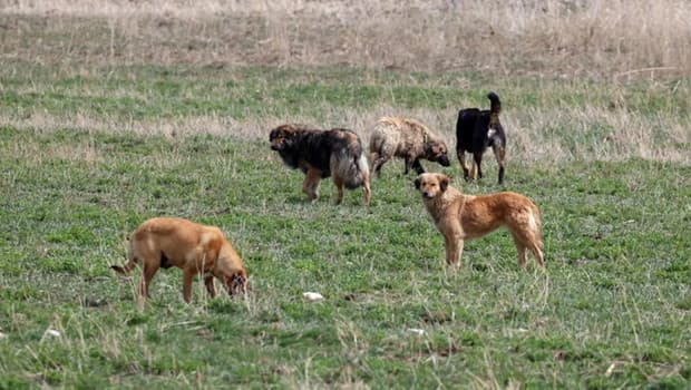 Sahipsiz köpek saldırıları! 3 belediye başkanı hakkında soruşturma