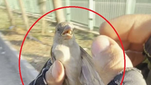 Motokurye, ağzındaki buğday tanesini çıkardığı serçeyi kurtardı
