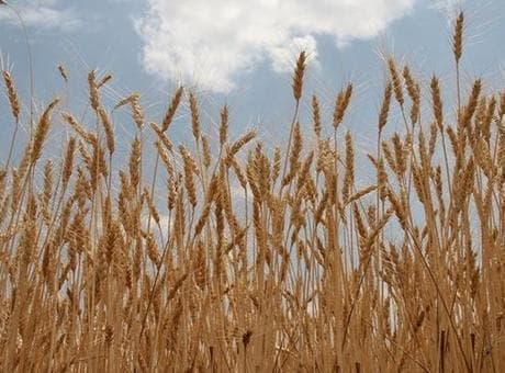 TMO lisanslı depolardaki buğdayı günlük satışa açıyor