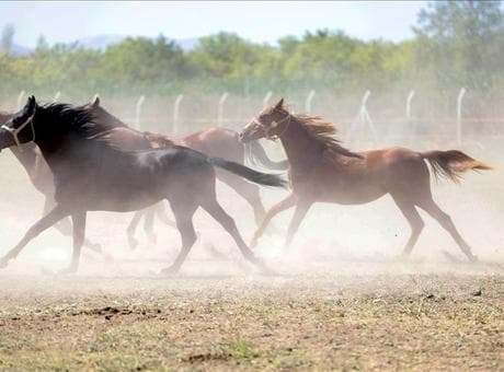 TİGEM, 'Değeri 100 milyon lira olan yarış atları kayıp' iddiasını yalanladı