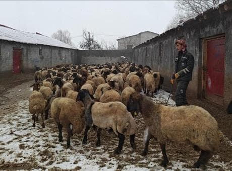 Muş'ta devlet desteğiyle hayvancılık gelişiyor