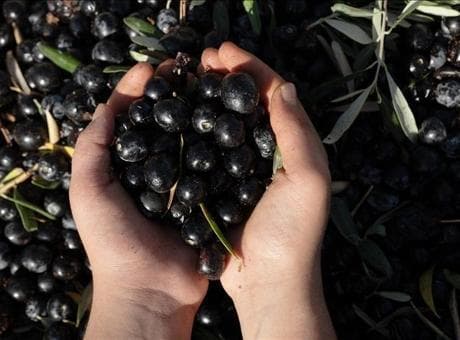 Antalya'da kaliteli zeytin üretiminin yaygınlaştırılması hedefleniyor