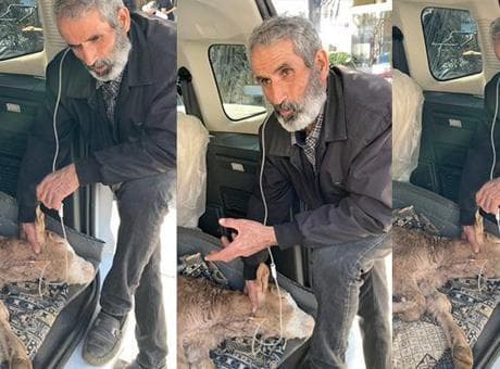 Batman’da besici, hastalanan buzağısına bagajda serum takıp başında uzun hava okudu