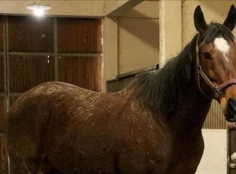TMSF safkan İngiliz kısrağı ile tayını satışa çıkarıyor