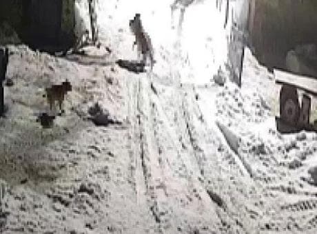 Kars’ta şoke eden olay! Köye inen kurtlar tarafından alınıp götürüldü
