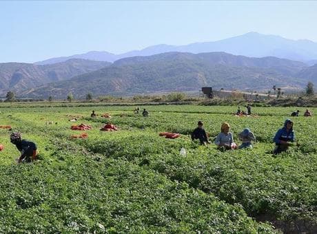 Tarım işçilerinin günlük ücreti arttı