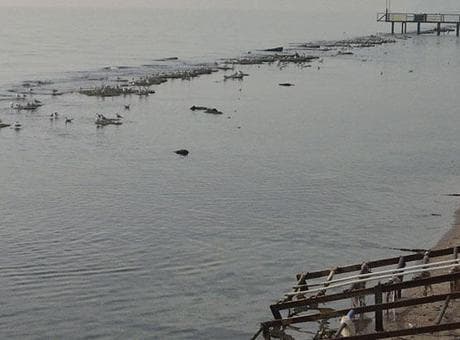 Tekirdağ'da sular çekildi, denizin dibinden çıktı!