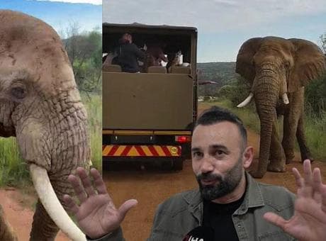 'Sakın dokunmayın' uyarısı aldırmayan Türk turistler kabusu yaşadı! 5 tonluk fil saldırıya geçti