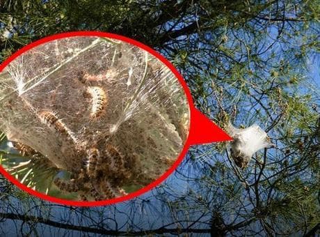 Antalya’da hızla artıyor! Sessiz tehlike ormanlara yayıldı: Uzmanlardan 'dokunmayın' uyarısı