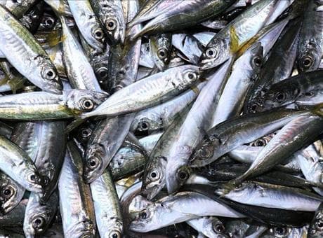 Rize'de istavritin kilogramı 200 liradan satılıyor