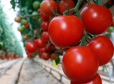Türkiye'den yılın ilk çeyreğinde 180 milyon dolarlık domates ihracatı