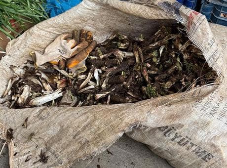 Doğada kendiliğinden yetişiyor! Kilosu 250 liradan satılıyor