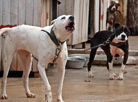 Köpek ısırdı, hayatı değişti! Mahkemeden rekor tazminat