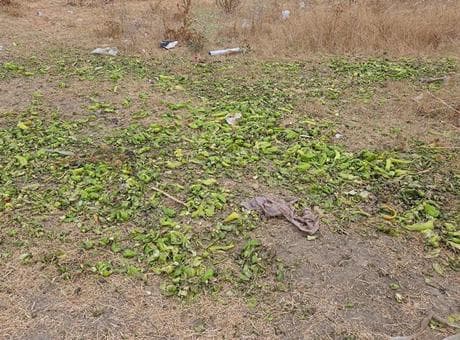 Bakanlıktan, 'biberler hayvanlara yem olarak verildi' iddialarına yanıt