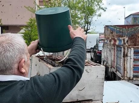 Şehrin göbeğinde şaşırtan manzara: İnsanlar korkuyor ama korkulacak bir şey yok