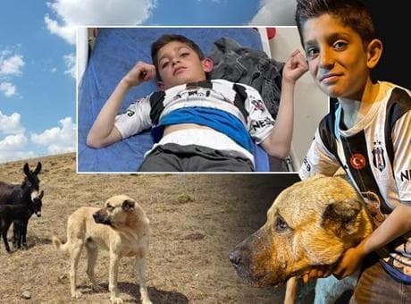 Köyün kahramanı: Kral olmasaydı, ayılar beni yiyecekti