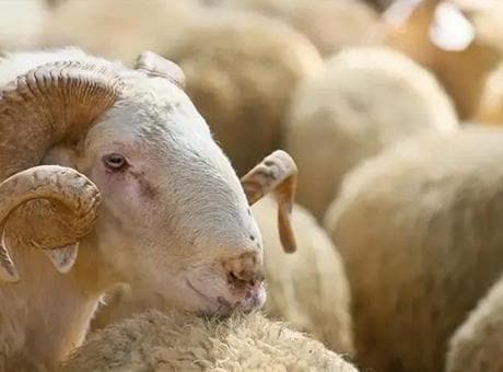 Kurbanlık alırken nelere dikkat etmelisiniz? Önce küpeye bakın