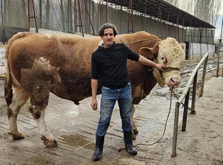 1 ton 190 kilogramlık kurbanlık boğa yarım milyon liraya satıldı