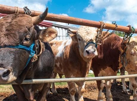 Bir köyün korkulu rüyası! 3 hafta içinde 149 büyükbaş çalındı