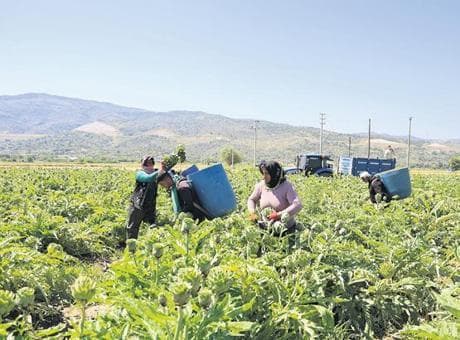 Suyu verimli kullanan tarımda kazanacak