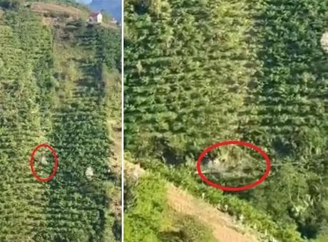 Giresun'da korkunç görüntü! 400 metre boyunca taklalar atarak yamaçtan yuvarlandı