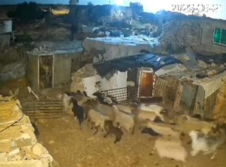 İşgalci İsrailliler bu kez de Batı Şeria'da Filistinlilerin koyunlarını çaldı!